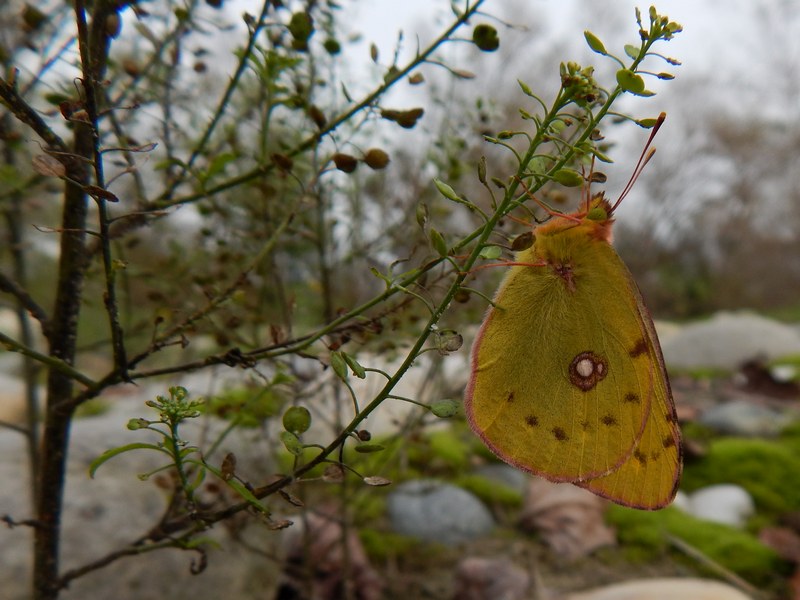 Parco del Ticino 1/11/13